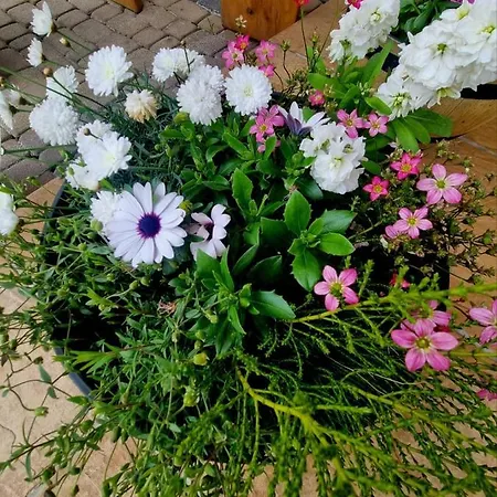 Regina Ii & 3* Zakopane